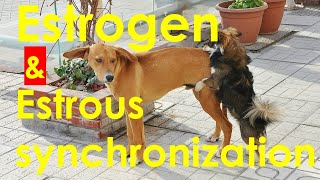 When is the right time to breed my bitch meet Estrogen the maestro. [Video # three]