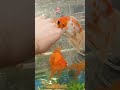 Akvaryumun içindeki güzel balıklar rengarenk size gösteriyorum 🇹🇷❤️👍😂🙏🎉🐠🐠🐠🐟🐟🐟🐟🐠🐠🐠🐟🐠🐠🌊🌊🌊🌊🌊🐟🐠