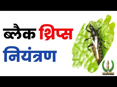 ब्लैक थ्रिप्स|black thrips |black thrips contro|black thrips control in chilli