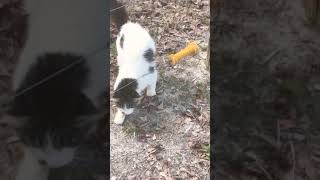 Dumb cat gets shocked by electronic fence!