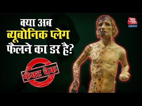 क्या अब ब्यूबोनिक प्लेग फैलने का डर है? | Fact Check | Aaj Tak