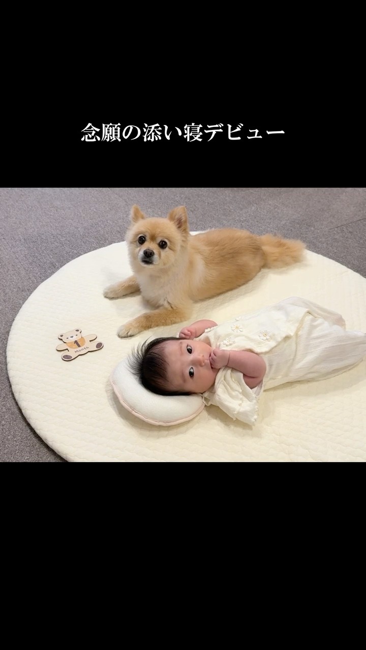 ポメくんの日常 - YouTube