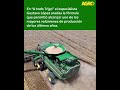 Agro TV Gustavo López anticipa un escenario optimista para el trigo argentino