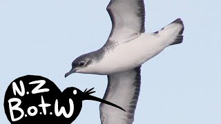 Subantarctic little shearwater - New Zealand Bird of the Week