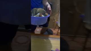 Cat Follows Point Command and Gets into Plastic Basin