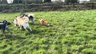 Murray having a romp with his friends