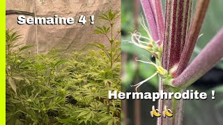 JDB#228: Petite Défoliation, Petit Feeling, Petite Hermaphrodite !