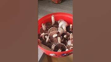 I Foraged Wild Mushrooms to Make Soup