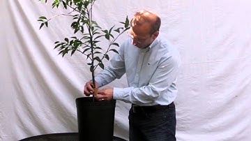 Detecting & Treating Pests on your Citrus Tree