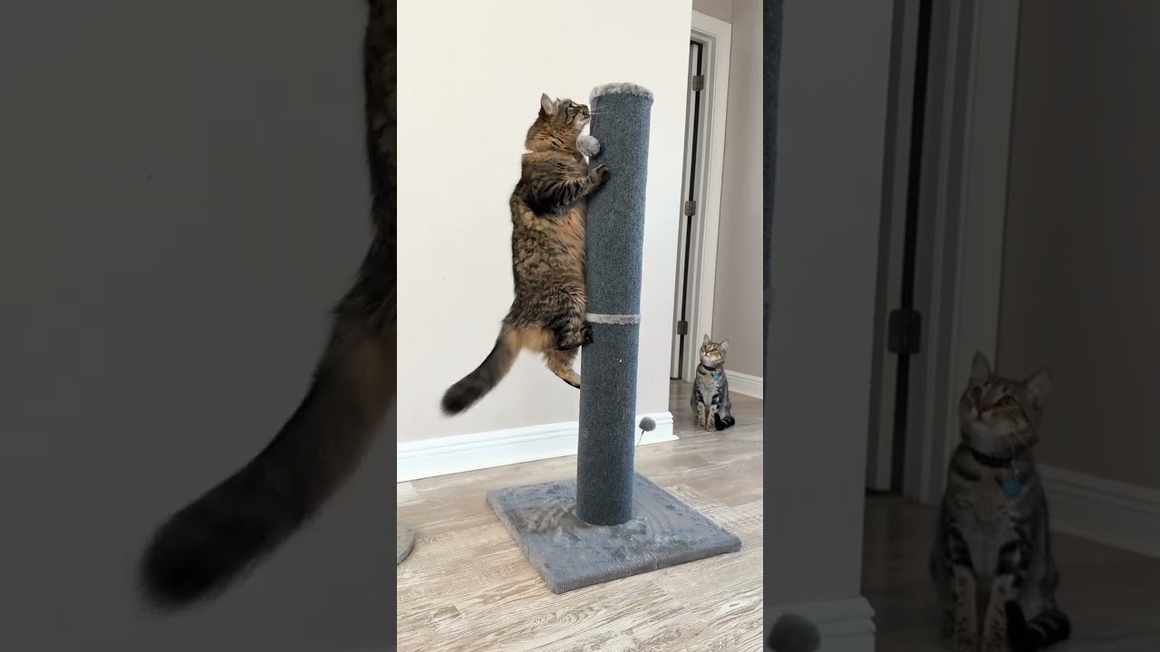 Этот пост о кошачьих когтеточках просто УДИВИТЕЛЬНЫЙ 