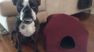Make a Tent for your Pet with Claudia Marques