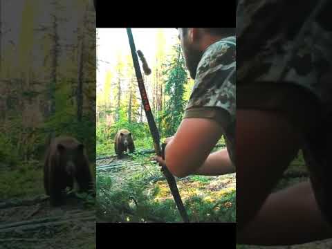 'отличный выстрел черного медведя'#охота_на_медведя #выстрел_из_лука #идеальный_выстрел #медведь