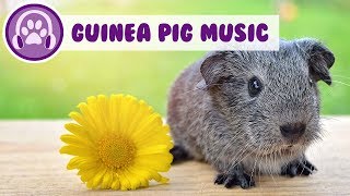 My Guinea Pig Won't Relax: Soothing Music For Guinea Pigs