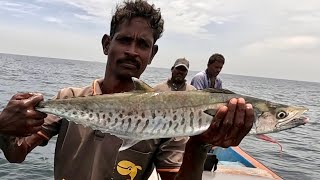 Catching Horse Mackerel \& King Fish in the Deep Sea