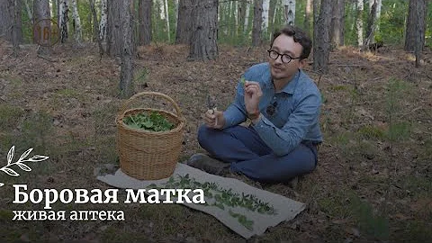 Боровая матка или ортилия однобокая // Живая аптека