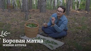 Боровая матка или ортилия однобокая // Живая аптека