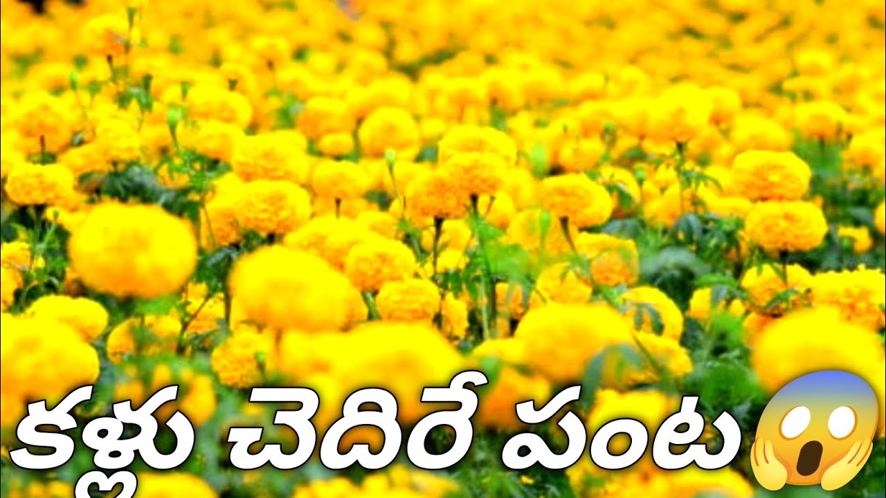 మెగా బంతి సాగు చేసే విధానం వివరణ//Banthi flower Farming explanation