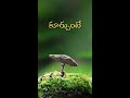 rayilaga kurchunte telugu songs whatsapp status Mp3 Song