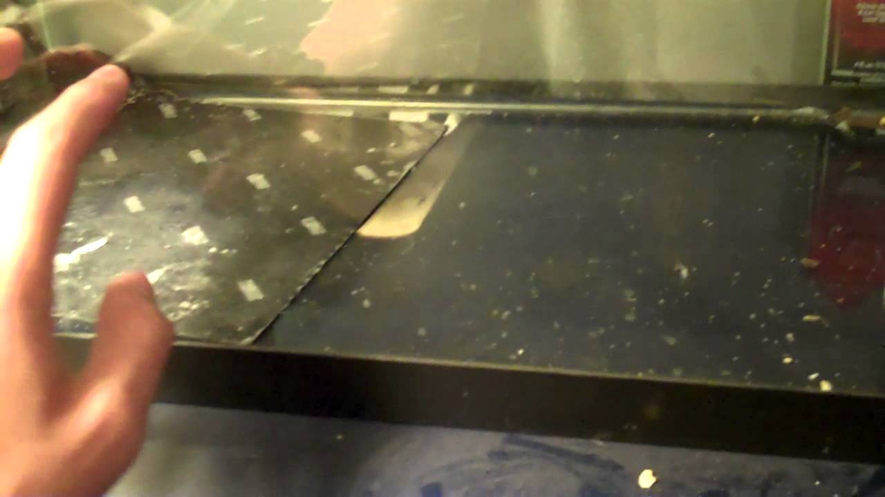 How to clean a Leopard Gecko tank! (Best Way) YouTube