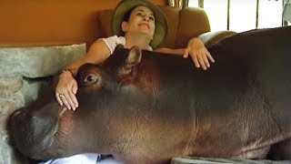 Daredevil Cuddles With Giant Hippo | Deadly 60 | BBC Earth