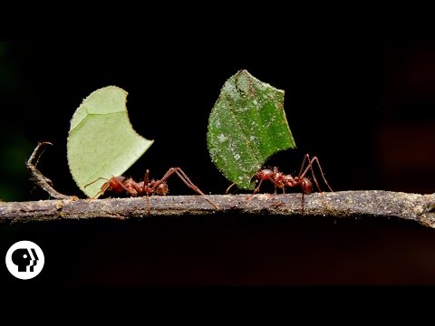 Where Are the Ants Carrying All Those Leaves? | Deep Look