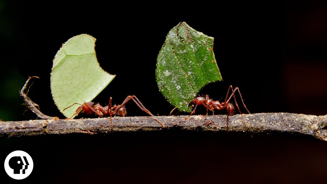 ⁣Where Are the Ants Carrying All Those Leaves? | Deep Look