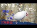腕乗りバランス文鳥　そう簡単には落ちません　白文鳥ふーちゃん 文鳥動画