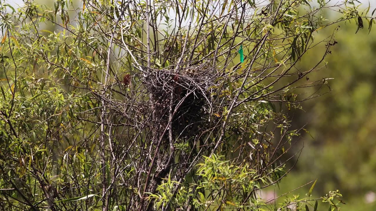 VIDEO Everglades Snail Kites in Rotenberger Wildlife Management Area