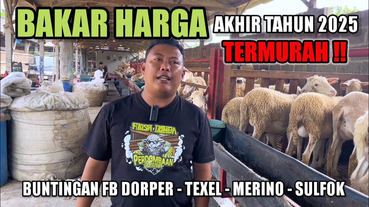 PROMO BAKAR HARGA DOMBA TERMURAH HARI INI BUNTINGAN DORPER, TEXEL, MERINO, SULFOK DI FILOSOFI DOMBA