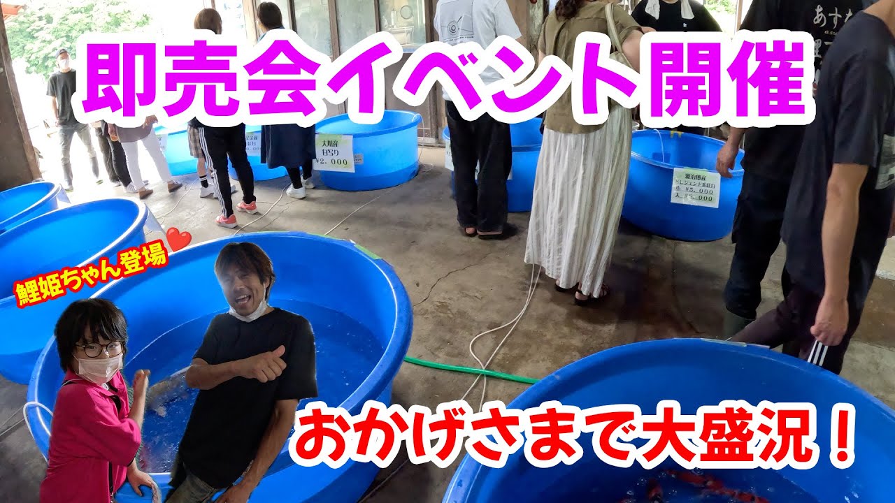 【錦鯉】即売会イベント開催！あの鯉が完売！？たくさんのご来店感謝です♪🙌
