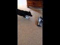 Dog versus hoover