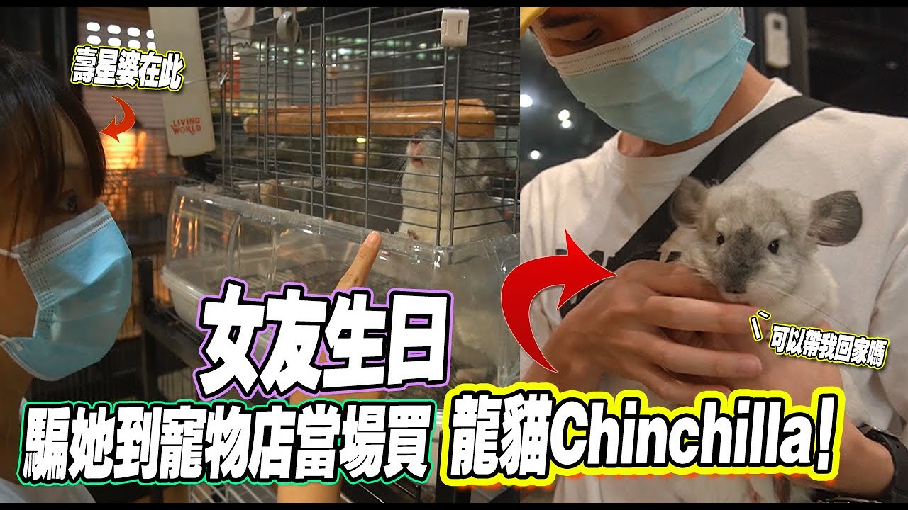 女友生日 騙她到寵物店當場買龍貓Chinchilla給她驚喜！