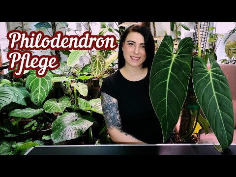 Video: Braucht ein Philodendron Sonnenlicht?