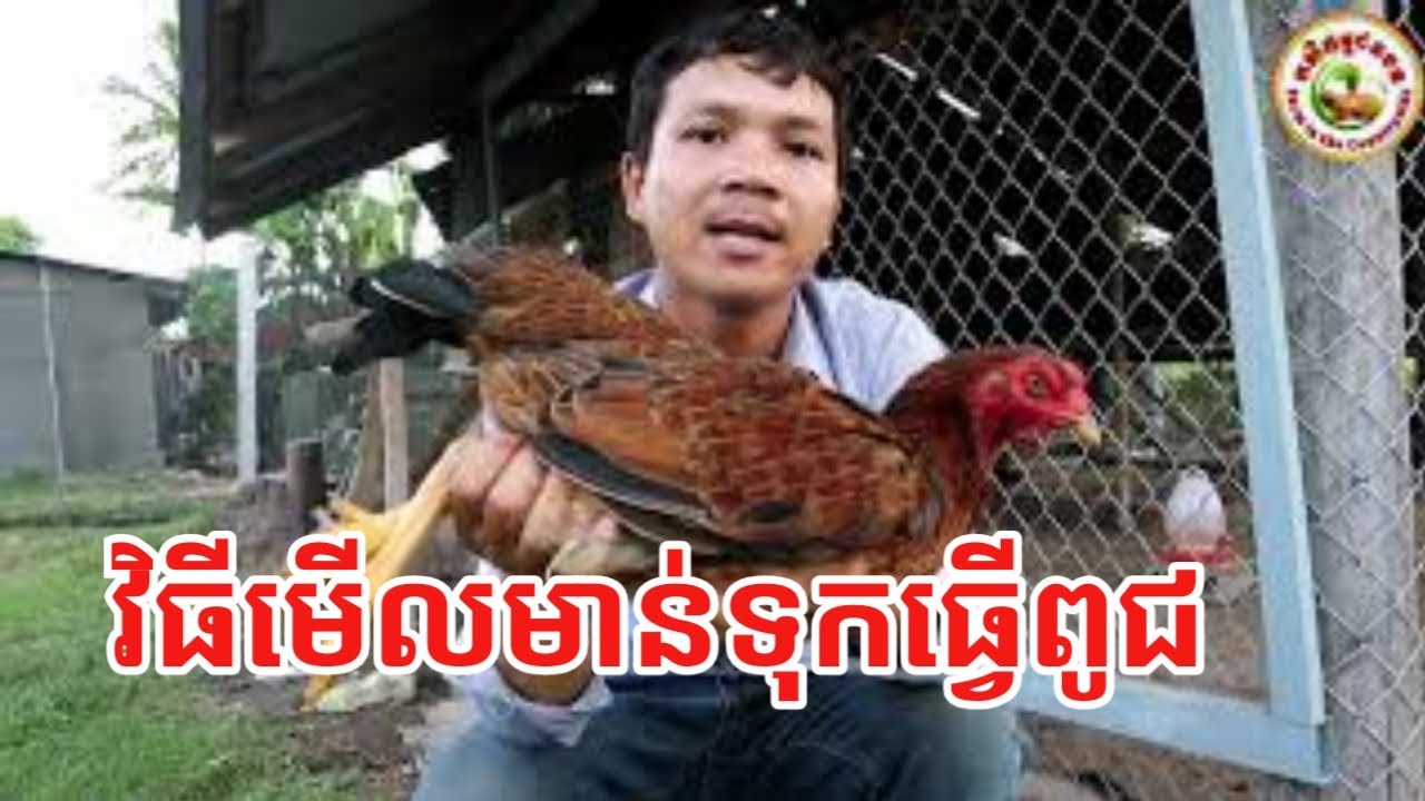 ការជ្រើសរើសមាន់ទុកធ្វើពូជ/Selection of good chickens