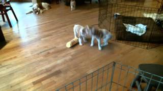 Ruby Litter 1 5/9/16 AM