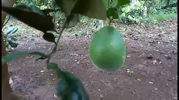 BƯỞI RUBY THÁI LAN RA TRÁI BÓI