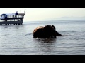 Слон в Амурском заливе / Bathing two Indian elephants Magda and Jenny