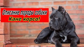 Кане корсо описание породы собаки!