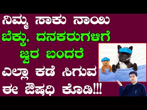 ನೀವು ಸಾಕಿರುವ ನಾಯಿ, ಬೆಕ್ಕು, ದನಕರುಗಳಿಗೆ ಜ್ವರ ಬಂದರೆ ಈ ಮದ್ದು ಕೊಡಿ  | Dog, Cat, Cow | Ayurveda  Kannada