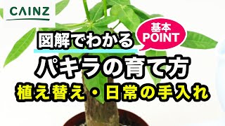 パキラの育て方 別名 カイエンナッツ カインズ観葉植物図鑑 Youtube