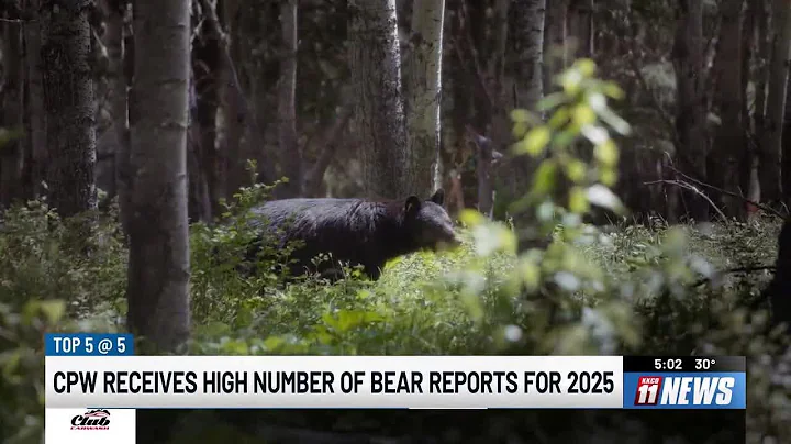 Colorado bear sightings reach four-year high in 2025