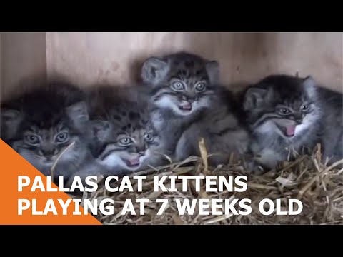 Pallas Cat Kittens - 7 weeks old pt2