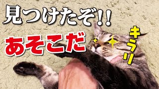 あなたは猫の絶対温感「ニャーモグラフィー」の存在を信じますか？ by Cute kitten（双子の子猫のわんぱく日記） 5,961 views 1 month ago 9 minutes, 19 seconds