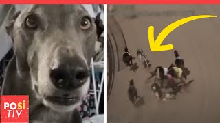 Dieser Windhund Wurde Von Den Rennen Gerettet Und Hat Sich In Ein Baby Verwandelt