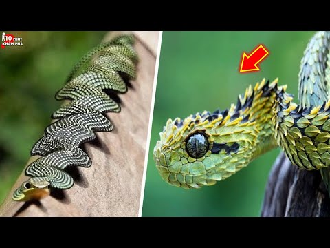 Video: Đầu đồng thường - loài rắn rừng của chúng ta