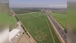 World's largest corn maze at Cool Patch Pumpkins in Dixon, CA