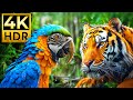 ANIMAL WONDER 4K HDR | with Cinematic Sound (Colorful Animal Life)