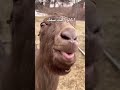 أنا لو اكلت سمك 