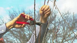 Peach Tree Pruning 101 | Zach Halfin