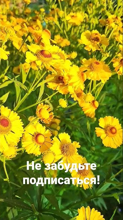 Самый неприхотливый многолетник для сада! - YouTube